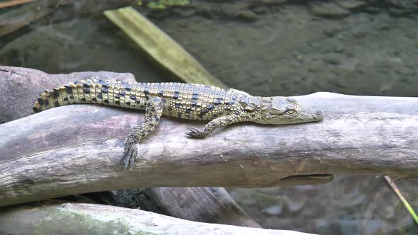 Cute young Freshwater Crocodile relaxing on tree trunk over lake in nature,close up