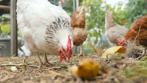 Chickens Graze Outdoors