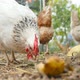 Chickens Graze Outdoors - VideoHive Item for Sale