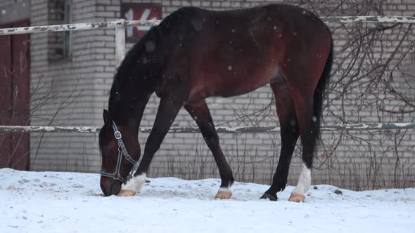 Young beautiful horse eats grass under the snow, Under the snowfall