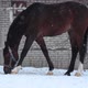 Young beautiful horse eats grass under the snow, Under the snowfall - VideoHive Item for Sale
