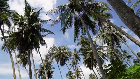 Move and look up coconut trees