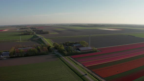 Aerial View of Tulip Planted Fields in the Dronten Area. Spring in the Netherlands