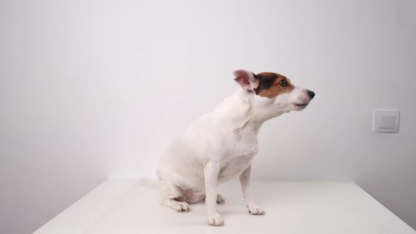 Dog Breed Jack Russell Terrier Performs Commands Request and Voice for a Yummy