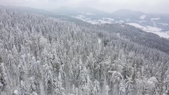 Flight Over Snowstorm in a Snowy Mountain Coniferous Forest Foggy Unfriendly Winter Weather