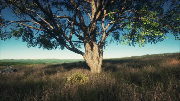 Big Tree on the African Savanna in Serengeti National Park of Tanzania