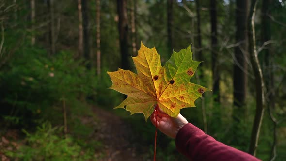 Autumn Forest of Female Hand Shows Yellow Maple Leaf While Traveling in Amazing Woodland Spbas