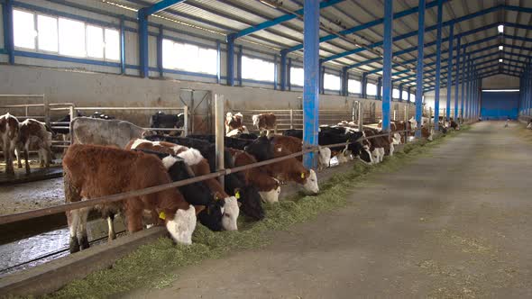 Calf breeding, fattening farm.