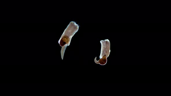 Adult Larva of Gastropoda Mollusca Under Microscope Heterobranchia Subclass Infoclass