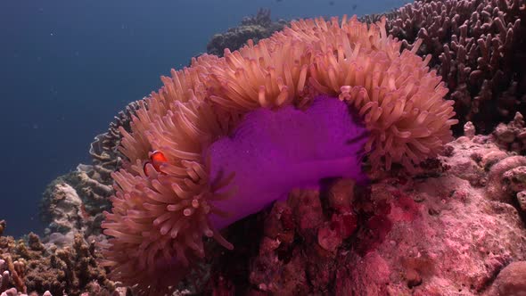 Clownfish (Amphiprion ocellaris) swimming in open purple sea anemone on coral reef, wide angle shot