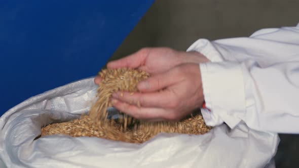 Employee Examining the Barley at Brewery Factory.