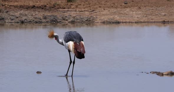 Grey Crowned Crane, balearica regulorum, Adult standing in waterhole, Grooming