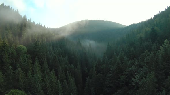 Flight Over Mountains Covered with Coniferous Forest