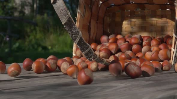Unpeeled Hazelnuts Are Falling on Wooden Surface From the Birch Basket Outdoors