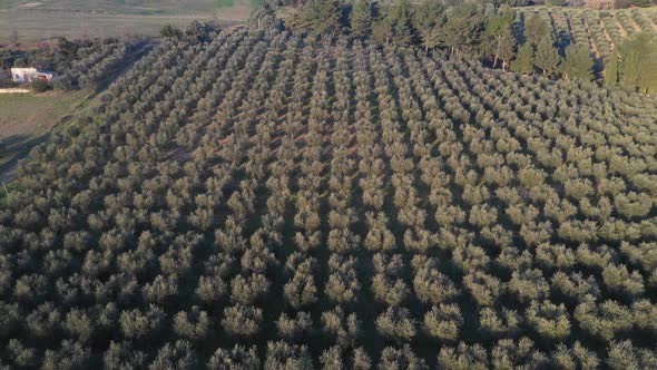 Olive tree grove aerial view in Italy