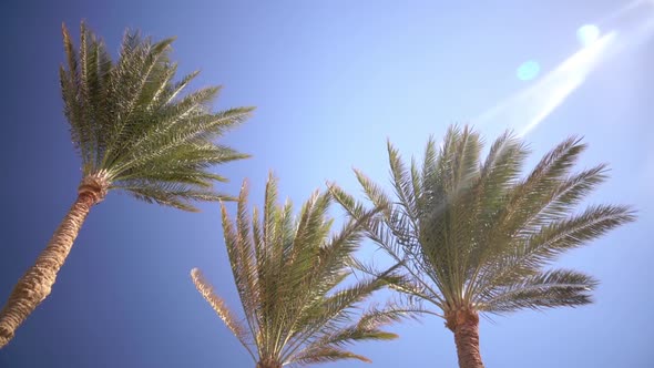 Palm Trees Sway From the Wind on the Beach. Close Up