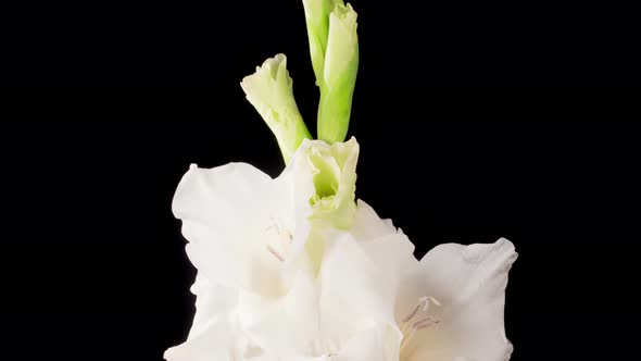 Time lapse of Opening White Gladiolus Flower