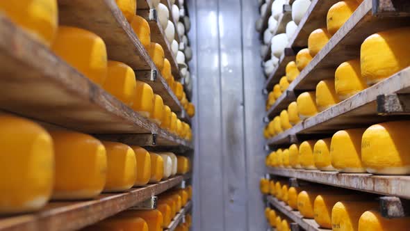 Cellar shelving with maturing hard cheese, food processing, in storage room