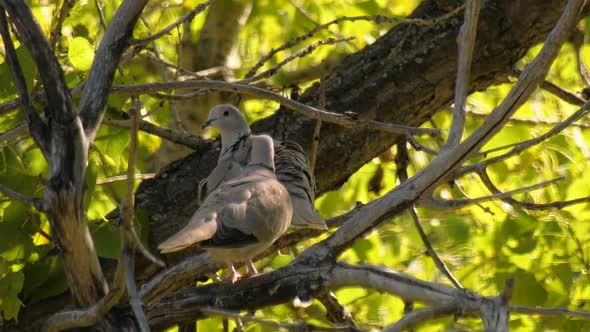 Eurasian collared doves cleaning themselves on a tree branch