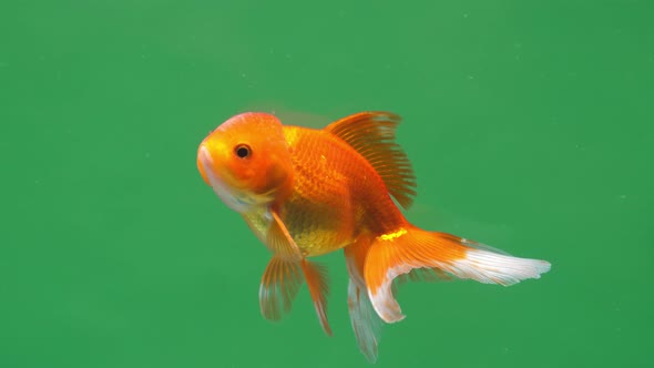 Gold Fish On Green Screen Background