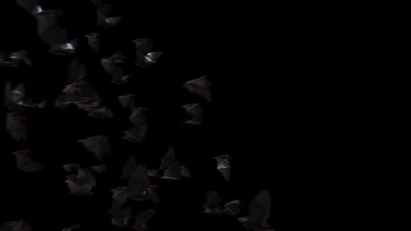 Halloween Bat Transitions 4K