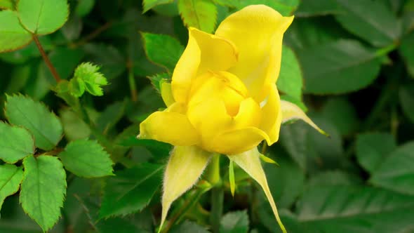 Time Lapse of Growth and Wither Yellow Rose Flower