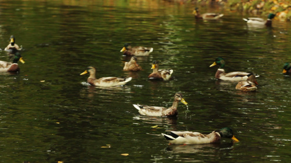 Ducks Swimming on The Forest Lake  