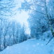 Snow Falling on Trees