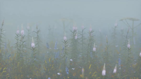 Wild Field Flowers in Deep Fog