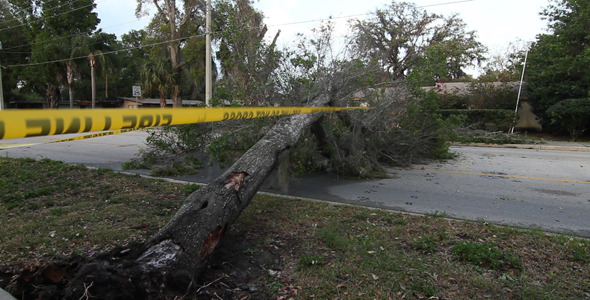 Fallen Tree In Road