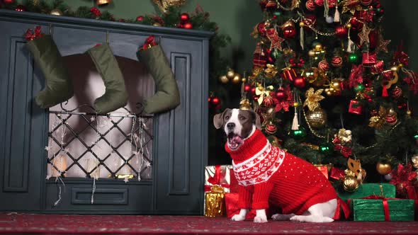 Cute Dog In Knitted Sweater Sitting Near Fireplace And Christmas Tree