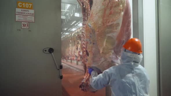 Meat Production and Food Industry Worker Moves a Suspended Beefs Carcass to a Warehouse Meat