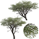 Vachellia erioloba - Camel thorn 01 - 3DOcean Item for Sale