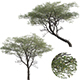 Vachellia erioloba - Camel thorn 02 - 3DOcean Item for Sale