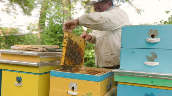 beekeeper holding a honeycomb full of bees. Beekeeper inspecting honeycomb frame at apiary