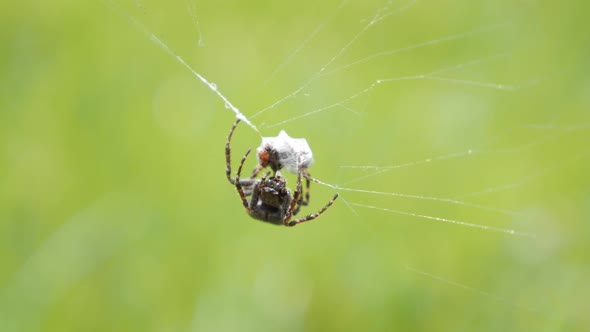 Slow motion of entraped pray insect being rolled in silky web by spider 1920X1080 HD footage - Slow-