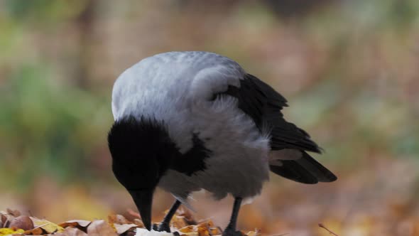 Crow Has a Paw Over the Bread Crust and Is Nibbling at the Pieces.