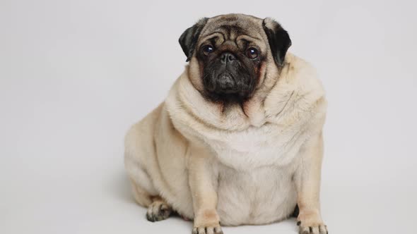 Cute Pug Dog on White Background