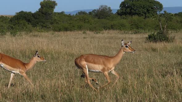 980446 Impala, aepyceros melampus, Females running through savannah, Masai Mara Park in Kenya, slow
