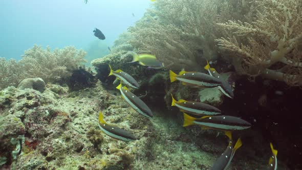 Coral Reef and Tropical Fish