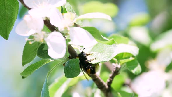 Bumblebee Climbs on a Leaf