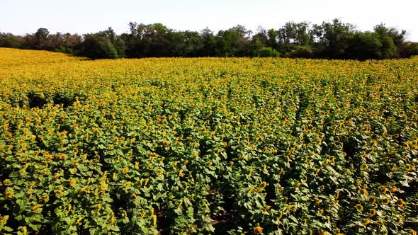 Aerial drone view of a flying over the sunflower field