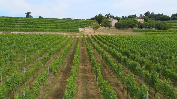 Flight Over The Vineyard