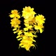 Golden Flower Bush - VideoHive Item for Sale