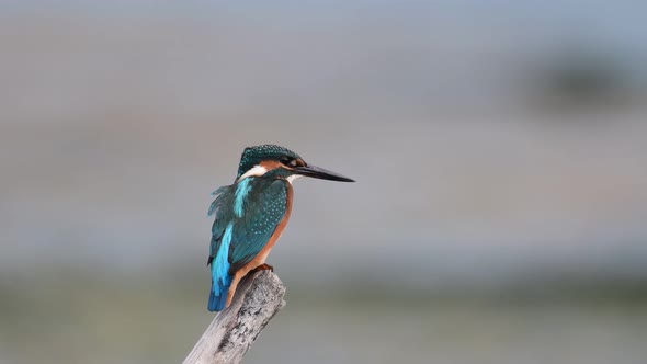 Beautiful blue Kingfisher bird, Common Kingfisher Alcedo atthis, sitting on a branch.