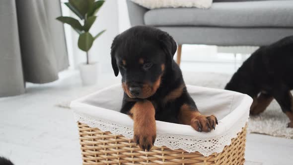 Funny Rottweiler Puppy in Basket at Home