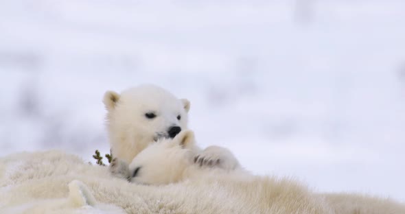Two Polar Bear cubs play on top of sleeping mother