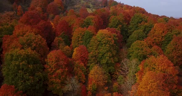 Flying On Awesome Trees of Fall Season in Forest with Warm Colors of Leave Covered Foliage in Savadk