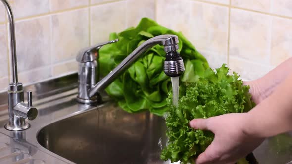 Washing frillice lettuce in the kitchen