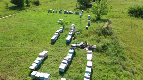 Rows of beehives in nature